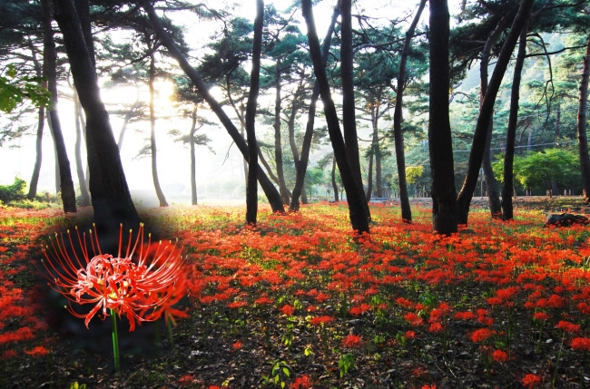 붉은 '꽃무릇' 성주산휴양림 물들이다