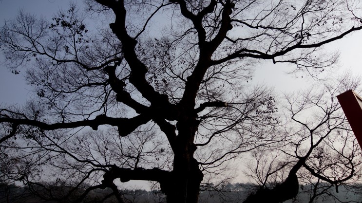 청양 장승공원 보호수 620살 느티나무 사진