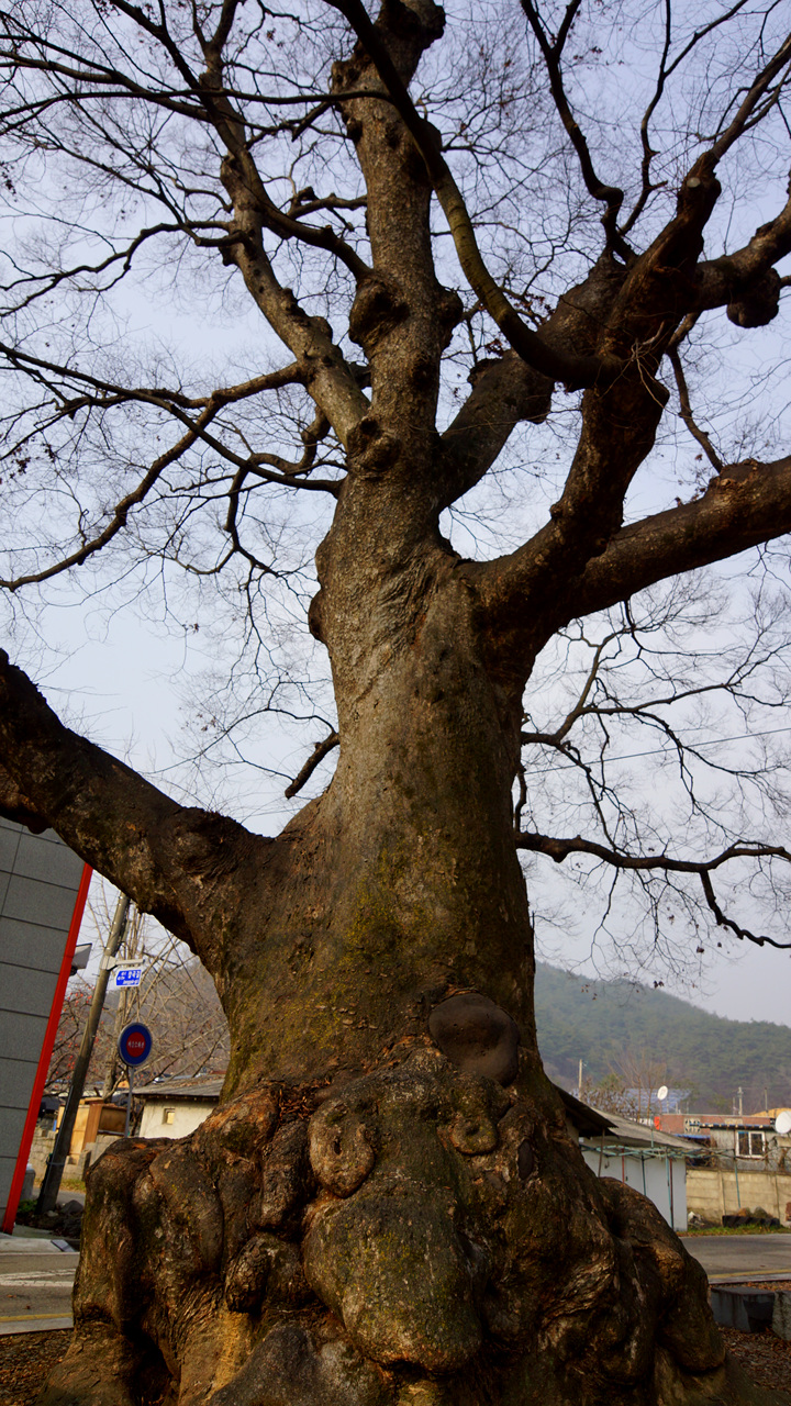 청양 장승공원 보호수 620살 느티나무 사진