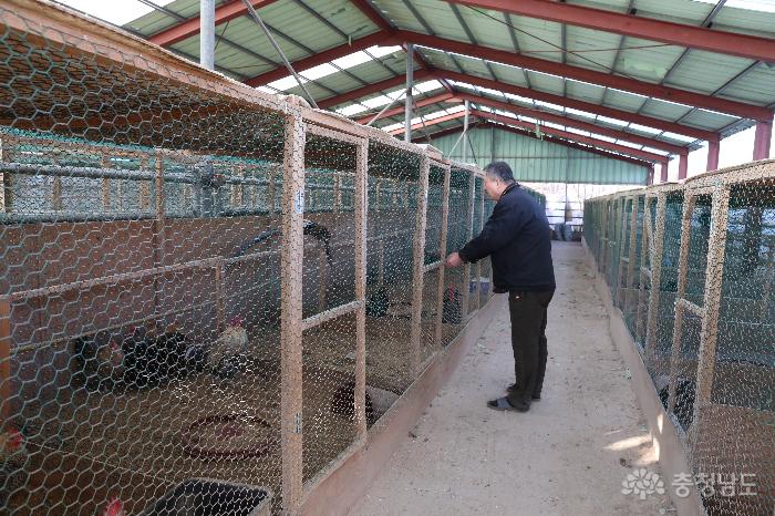 박인구 대표의 관상용 닭 농장.