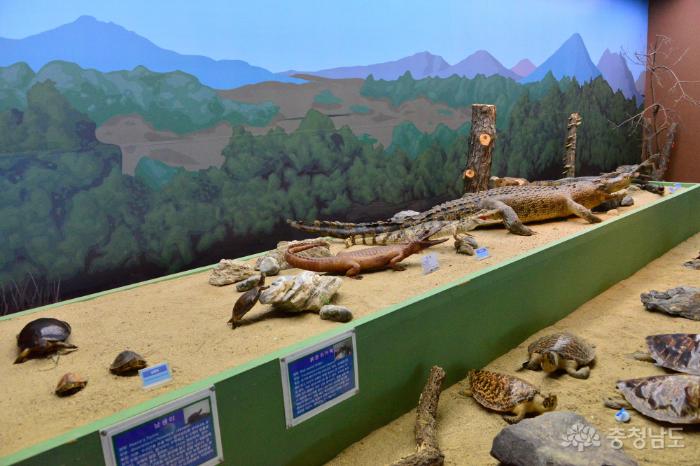 공룡이살아숨쉬는곳계룡산자연사박물관 13