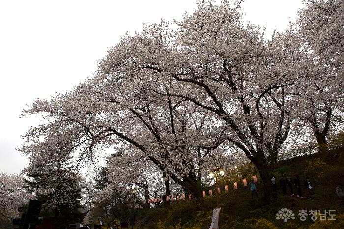 아름다운벚꽃속국고개역사문화축제 6