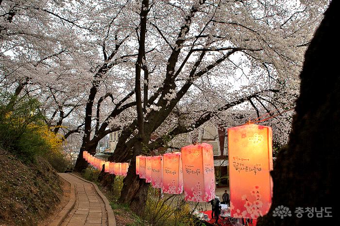 아름다운벚꽃속국고개역사문화축제 15