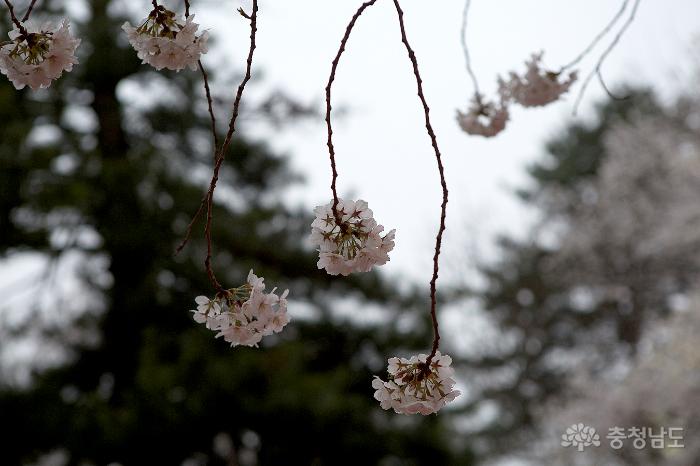 아름다운벚꽃속국고개역사문화축제 17