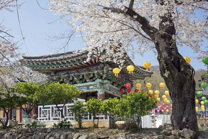 박무길 사진가가 담은 신원사의 벚꽃 풍경