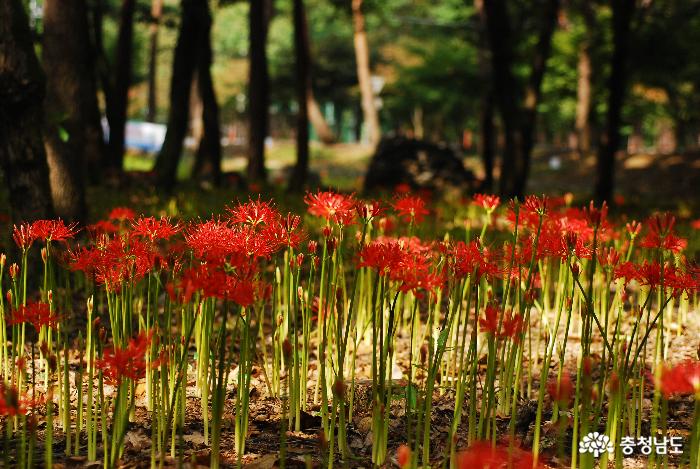 성주산자연휴양림 ‘꽃무릇’ 절정