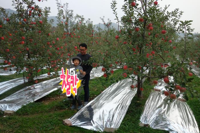 예산 알토란 사과마을 사과떡 만들기 체험 사진