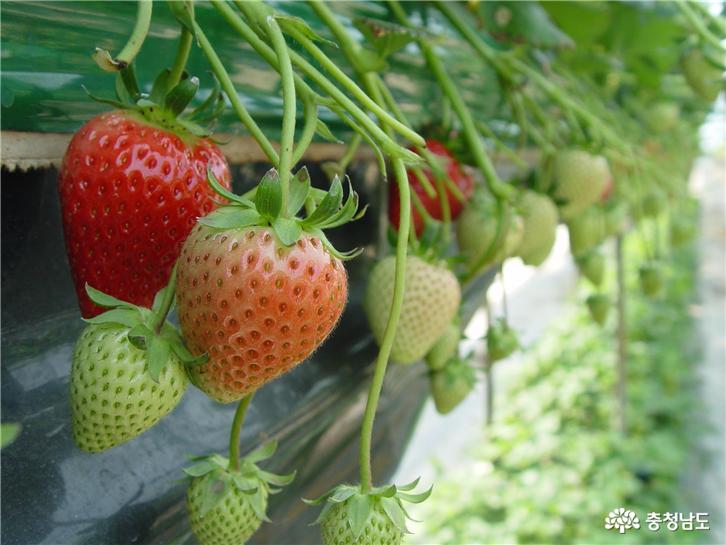 단단한 딸기 ‘숙향’ 농가 재배 본격화
