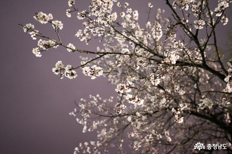 천안 삼거리 벚꽃 그리고 밤 풍경 사진