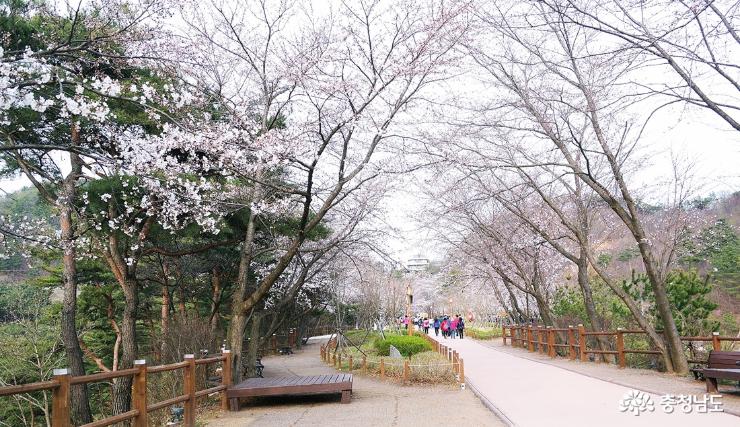 봄꽃구경하며걷기좋은천장호 2