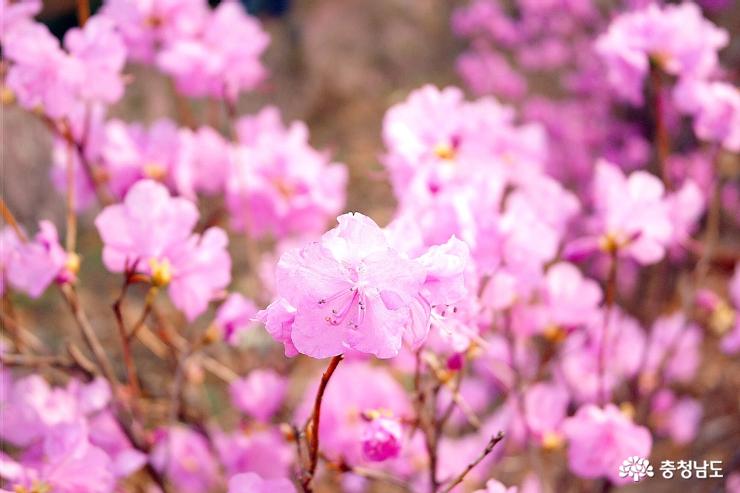 봄꽃구경하며걷기좋은천장호 10