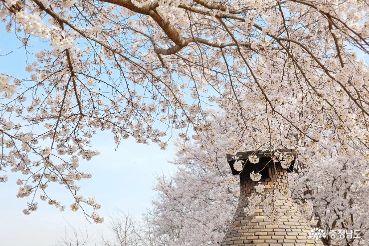 벚꽃으로 물든 자연속 미술관 아산 당림미술관 사진