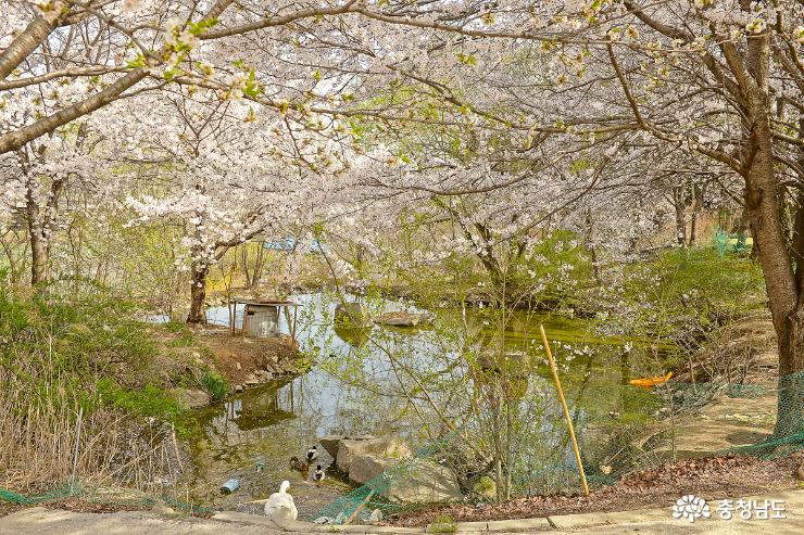 벚꽃으로 물든 자연속 미술관 아산 당림미술관 사진