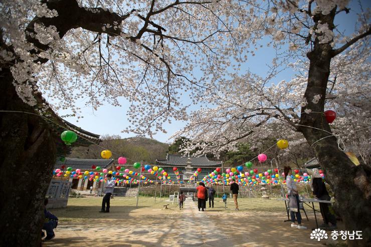 벚꽃이 아름답게 핀 계룡산 신원사 사진