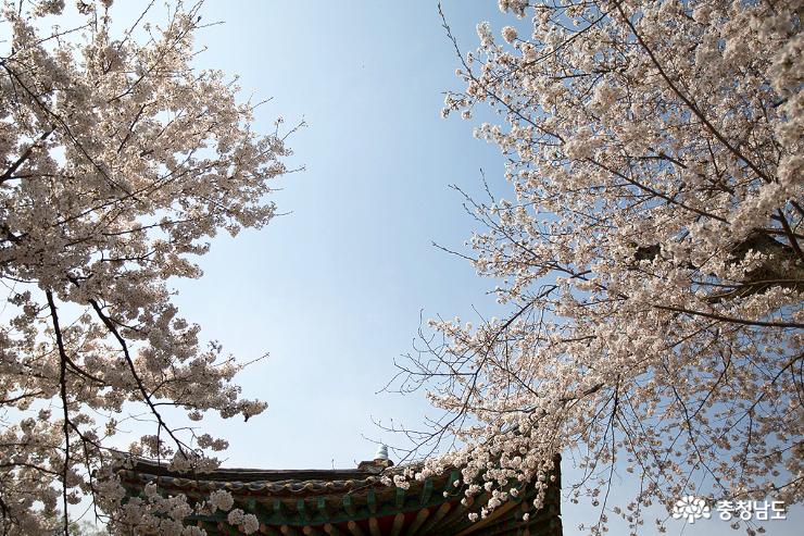 벚꽃이 아름답게 핀 계룡산 신원사 사진