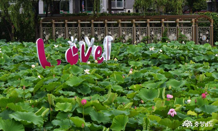 부여, 궁남지 연꽃 축제에 바쁜 사람들 사진