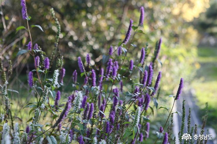 천안 들꽃세상 식물원, 우리나라 야생화 천국 사진