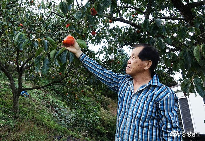 유영홍씨가 정성들여 가꾼 대봉나무가 얼어죽지 않고 열매를 맺어 자랑하고 있다.
