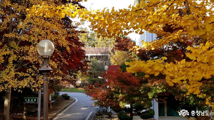 공주대학교 각 건물 주변이 잘 가꾸어져 있어서 가을 풍경이 아름답다