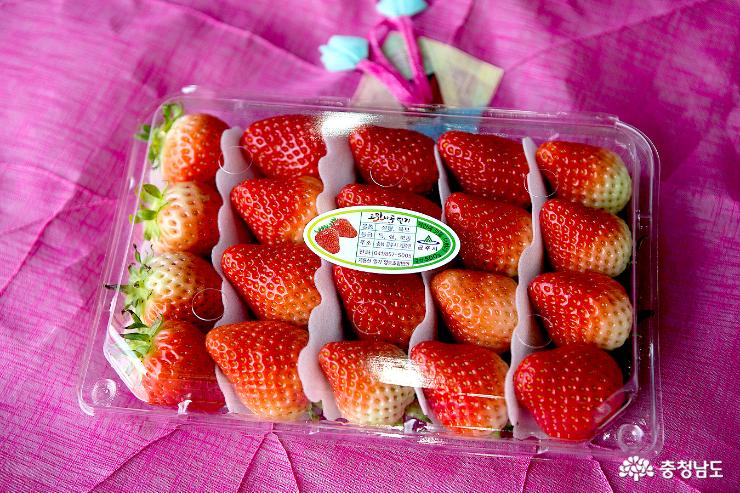 캄보디아 입맛 사로잡은 공주 딸기 사진