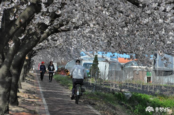 예산 외곽도로의 봄을 담은 벚꽃