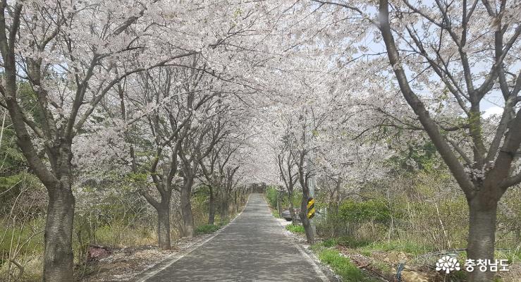 태안 숨은 벚꽃명소,  가재산 꽃터널