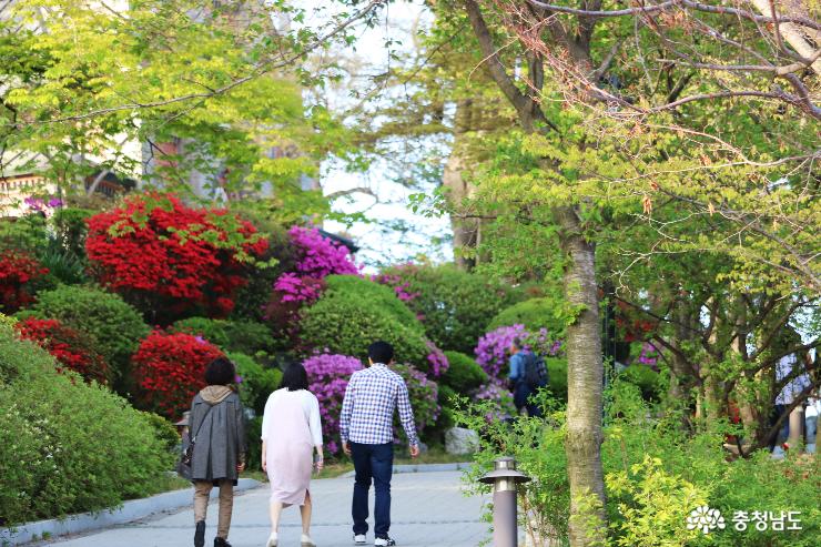 아름다운 봄꽃 여행지,  공세리성당 사진