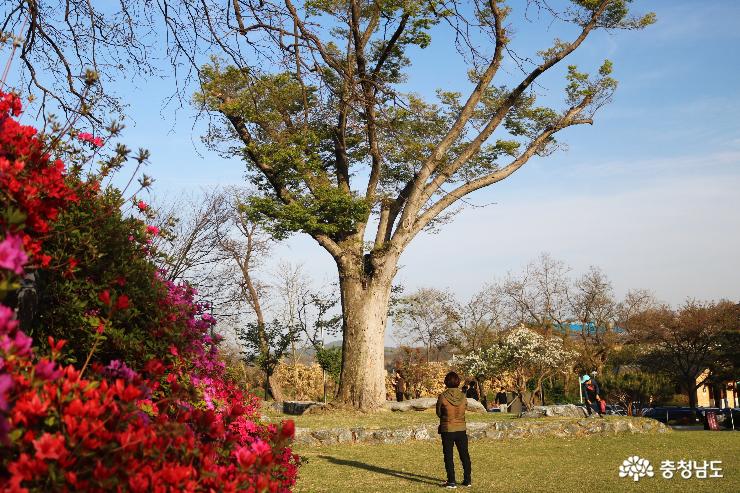 아름다운 봄꽃 여행지,  공세리성당 사진