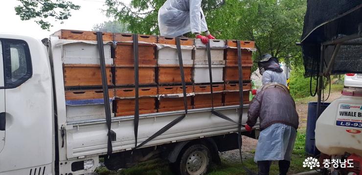 벌꿀과 아카시아 꿀을 채밀하기 위해 벌통을 트럭에 싣고와 내리고 있다.