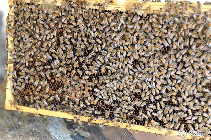 벌들이 꿀집에 열심히 꿀을 저장해 두었다. 고마운 친구들.