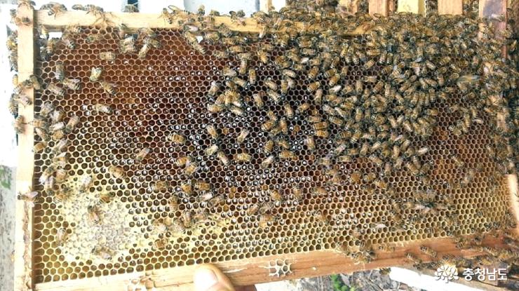 이제 벌집에 거의 꽉찬 꿀들.