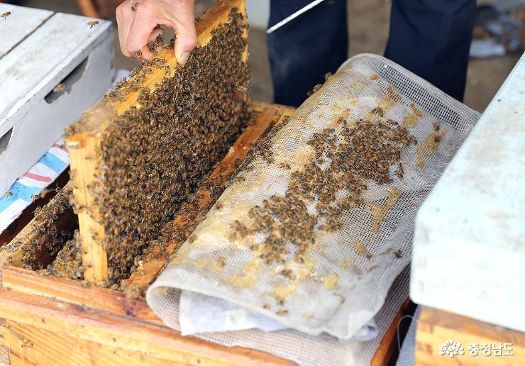 벌통에 꿀이 한가득