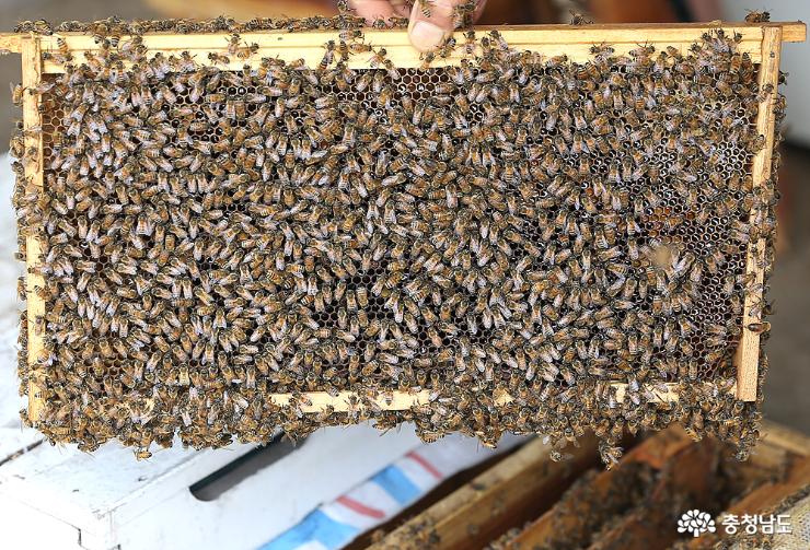 촘촘하게 앉아 꿀 만드는 일을 하는 벌들. 이정도면 곧 꿀을 따내야 할 만큼 가득 찬 것이다.
