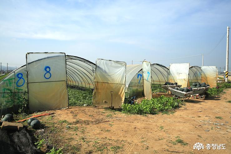 로얄망고수박을 재배하는 부여군 수박농가의 비닐하우스