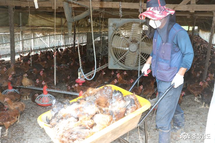 충남 청양군 대치면 수석리 토종닭 농장에서 주민이 더위로 죽은 닭을 축사 밖으로 옮기고 있다.
