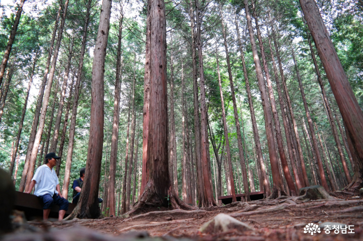 성주산 휴양림 편백나무 숲