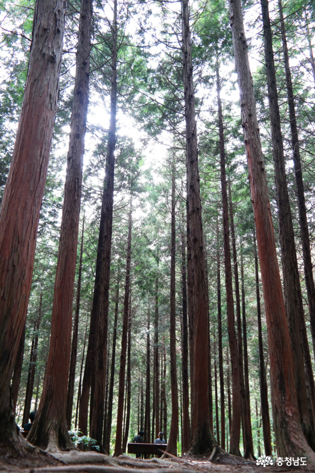 보령 성주산 휴양림 편백나무 숲