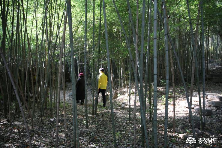 초록이 숨쉬는 오서산 대나무숲길 사진