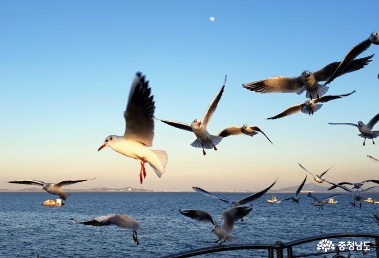 생생한 갈매기의 비행을 볼 수 있는 삽교천 앞바다 풍경 사진