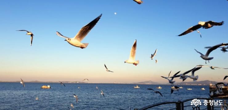 생생한 갈매기의 비행을 볼 수 있는 삽교천 앞바다 풍경 사진
