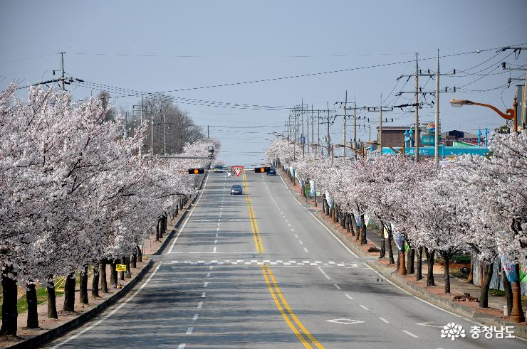 예산외곽도로 벚꽃(마라톤 코스중 일부)