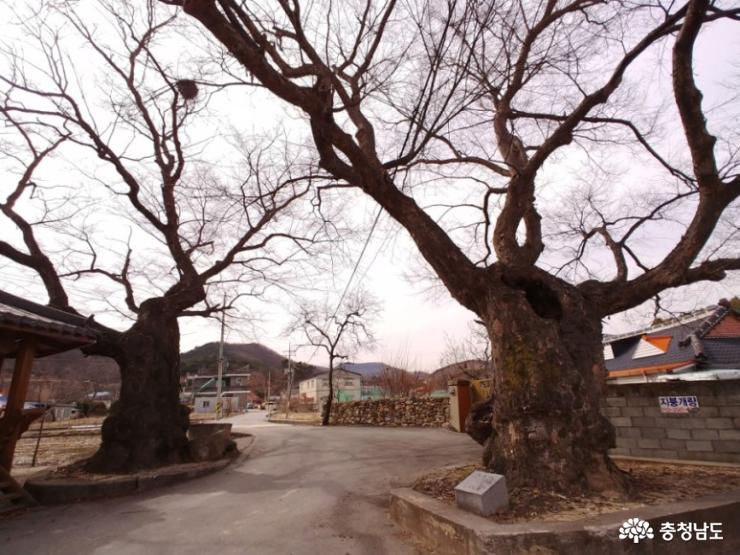 수령이 오래된 느티나무 두그루가 마을을 지키고 있다.