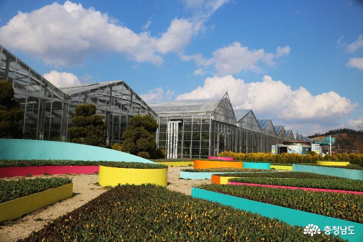 형형색색 튤립 만발한 아산 세계꽃식물원