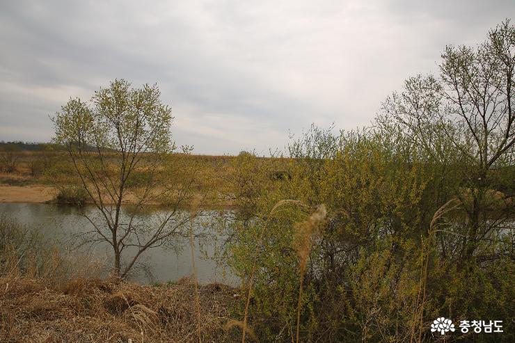 금강의 생태와 미호천에만 있는 미호종개 사진