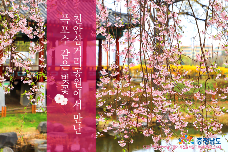 천안삼거리공원에서 만난 폭포수 같은 벚꽃