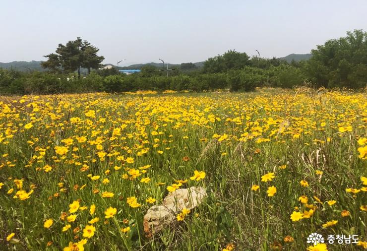 천안예당의예술적인금계화꽃밭에서인생사진 2