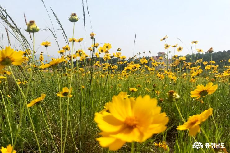 천안예당의예술적인금계화꽃밭에서인생사진 3
