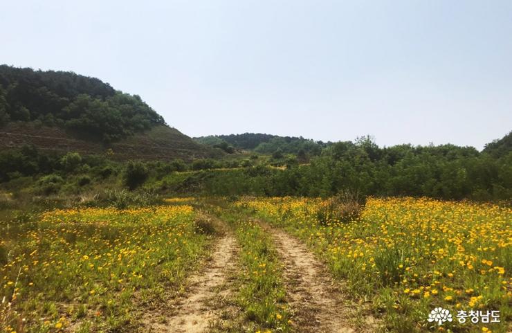 천안예당의예술적인금계화꽃밭에서인생사진 4