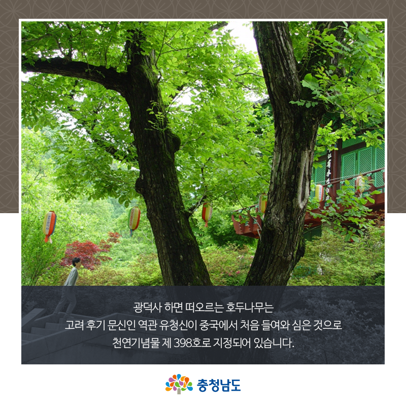 광덕사 하면 떠오르는 호두나무는 천연기념물 제 398호로 지정되어 있습니다.