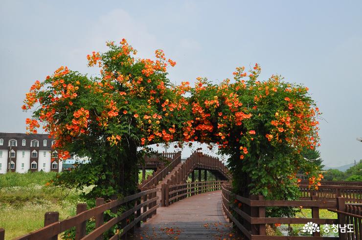 능소화와 연꽃의 어우러짐이 멋진 예당호중앙생태공원
